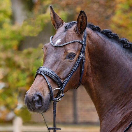 Shadow Snaffle Bridle